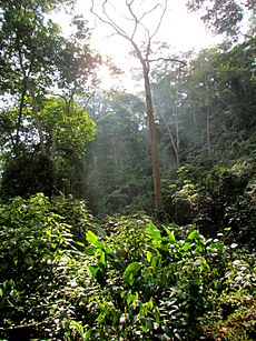 Sierra de Perijá, luces