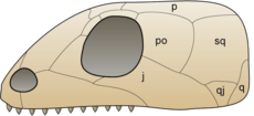 Skull anapsida 1