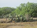 South Texas cactus; Webb County IMG 6060