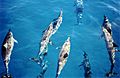 SpinnerDolphinsoffKauai 1999-03-15