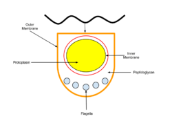 Spirochete Cross Section