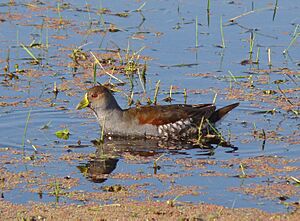 Spot-flanked Gallinule.jpg