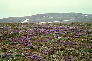 St. Matthew Island, Purple Oxytrope