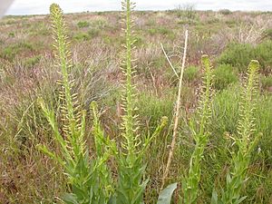 Stanleyaviridiflora.jpg