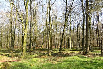 Staple Hill Plantations (geograph 4496801).jpg