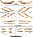 Stegoceras ossified tendons