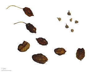 Streptopus amplexifolius MHNT.BOT.2009.17.27