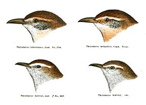 Thryothorus heads