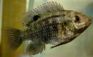 Tilapia sparrmanii.jpg