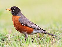 Turdus-migratorius-002.jpg