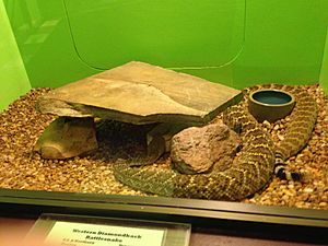 Western Diamondback Rattlesnake- Crotalus Atrox