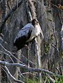 Woodstork - Paynes Prairie