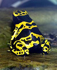 Yellow-banded.poison.dart.frog.arp.jpg