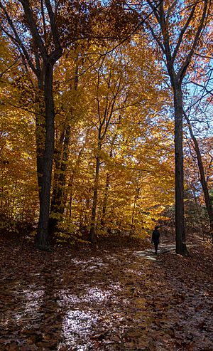 04-1327-nora-autumn-leaves-breakheart reservation