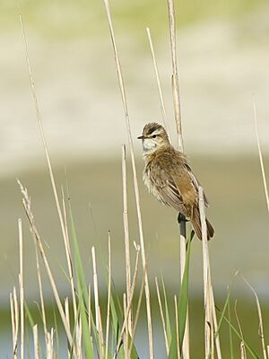 Acrocephalus schoenobaenus (in habitat)