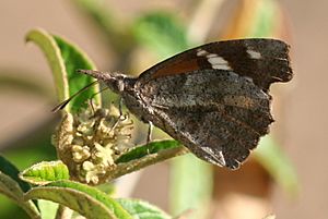 American Snout (Libytheana carinenta) ventral