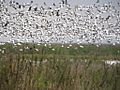 AnahuacSnowGeese