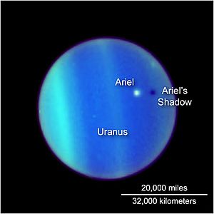 Arieluranus