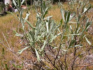 Artemisia tridentata spiciformis (5185453717).jpg