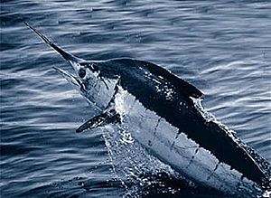 Atlantic blue marlin.jpg