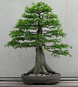 Bald Cypress, 1987-2007