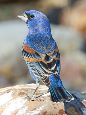 Blue Grosbeak by Dan Pancamo.jpg