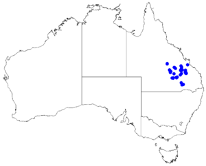 Boronia odorata DistMap84.png