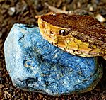 Bothrops asper head.jpg