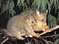 Brushtail possum