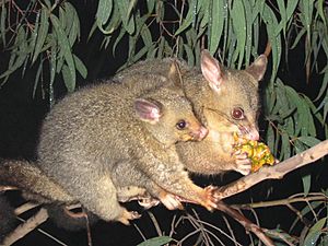 Brushtail possum