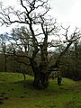 Cadzow oak 1