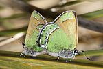 Callophrys mcfarlandi 1.jpg