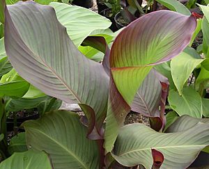 Canna Edulis 2003072001 0014