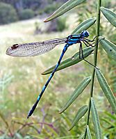 Common blue damselfly02