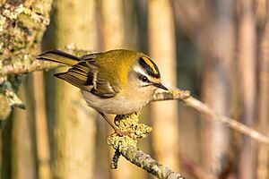 Common firecrest Franconville 03.jpg