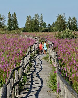 Cooper Marsh - Purple-loosestrife