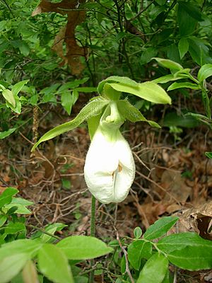 Cypripedium acaule var. alba