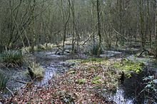 Delamere Forest mere