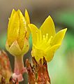 Dudleya caespitosa 7