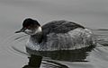 Eared Grebe