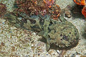 Eastern Frogfish, Batrachomoeus dubius.jpg