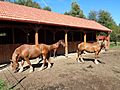 Ergela međimurskog konja, Žabnik (Croatia) - kobile