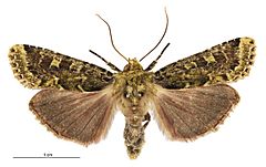 Feredayia graminosa female.jpg