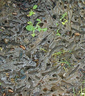 Flagstone emergence holes