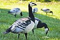 Geese in Naantali, Finland