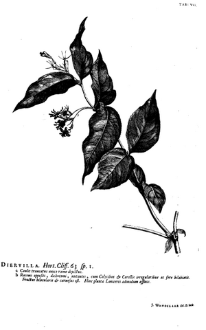 Hortus Cliffortianus Diervilla.png