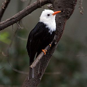 Hypsipetes leucocephalus -Prague Zoo-8a-3c