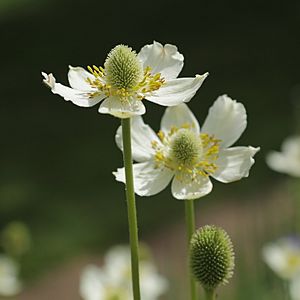 IMG 7456-Anemone virginiana