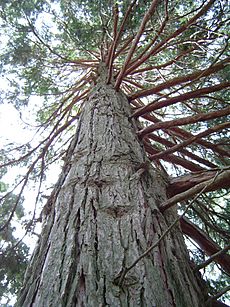 Incensecedar sanjacintomts