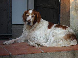 Irish Red and White Setter